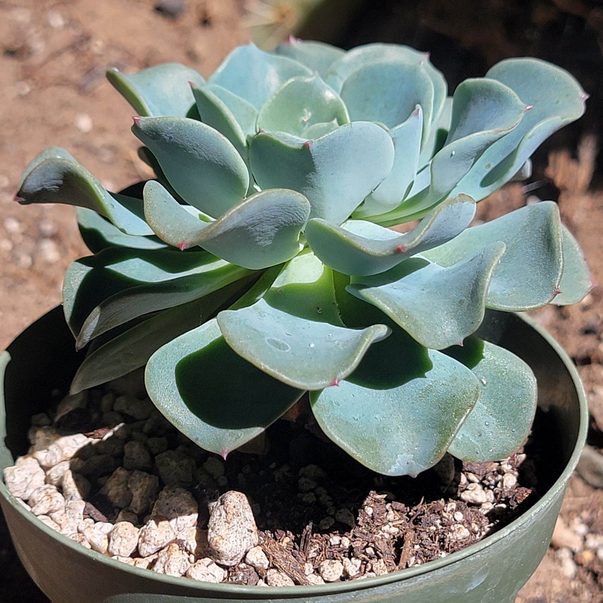 powder blue succulent Echeveria 'Blue Wave' – DesertScapeSucculent