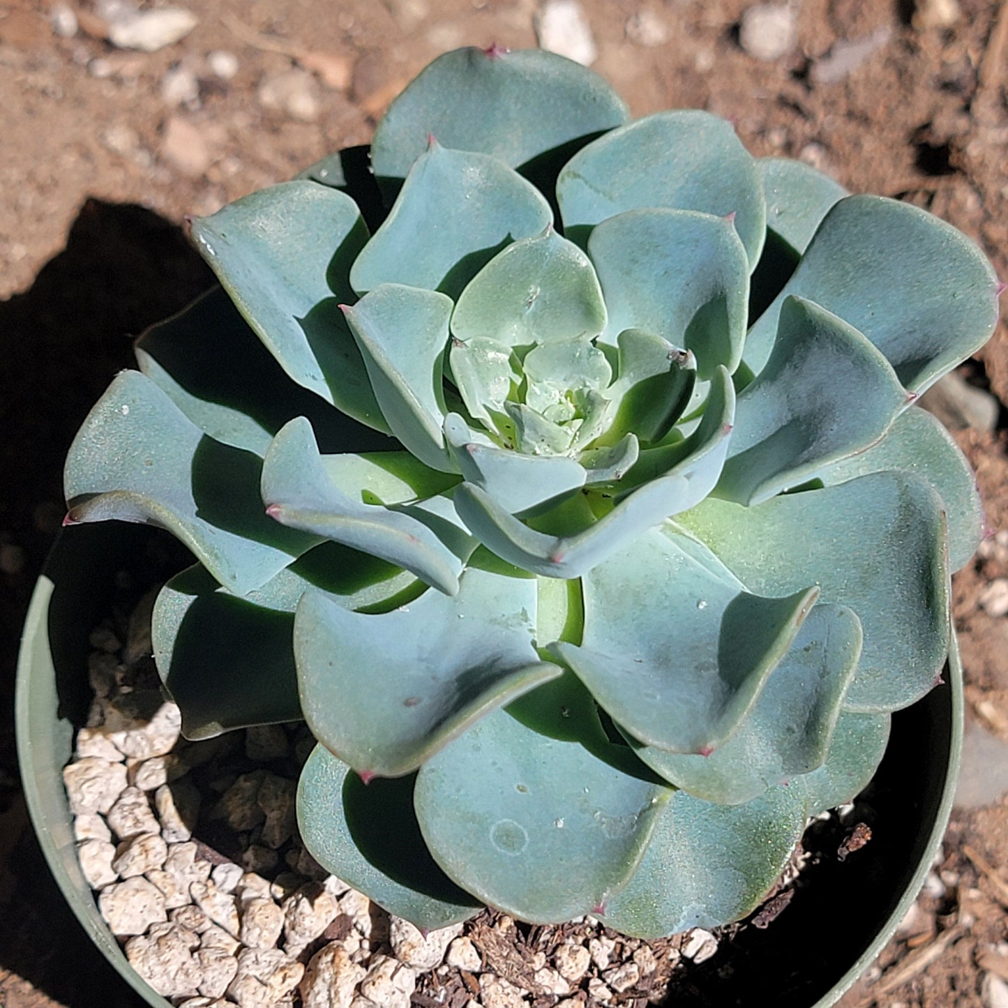 Echeveria 'Ola Azul'