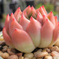 Echeveria 'Bradley' - 3.5 Inch Assorted - Succulent - DesertScapeSucculent
