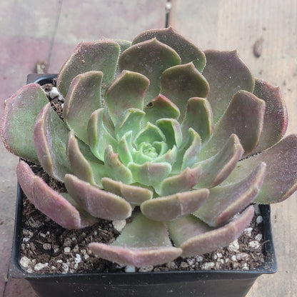 Echeveria 'Brown Rose'