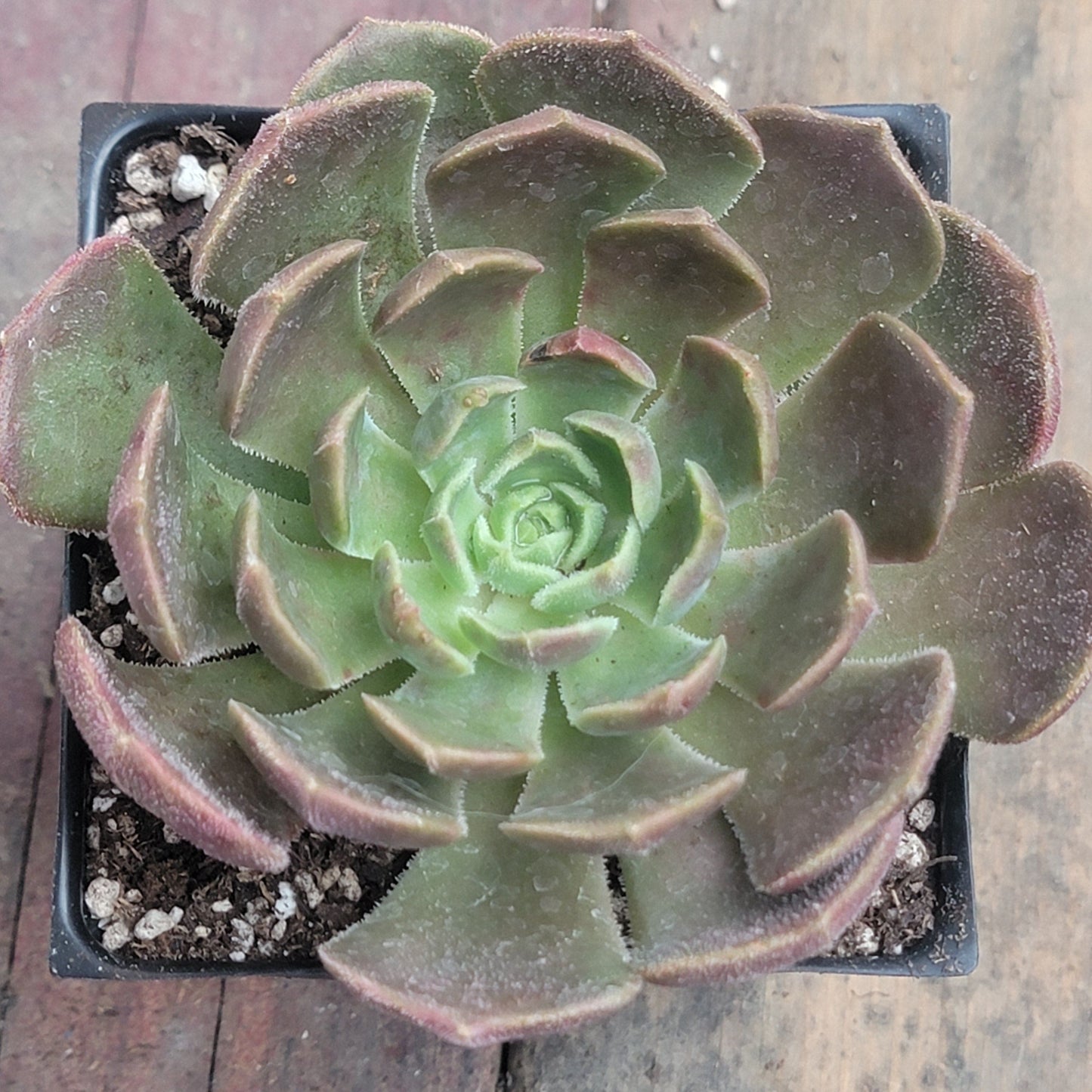 Echeveria 'Brown Rose'