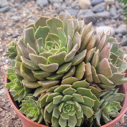 Echeveria 'Brown Rose'