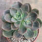 Echeveria 'Burgundy Pearl' - 4 Inch Assorted - Succulent - DesertScapeSucculent