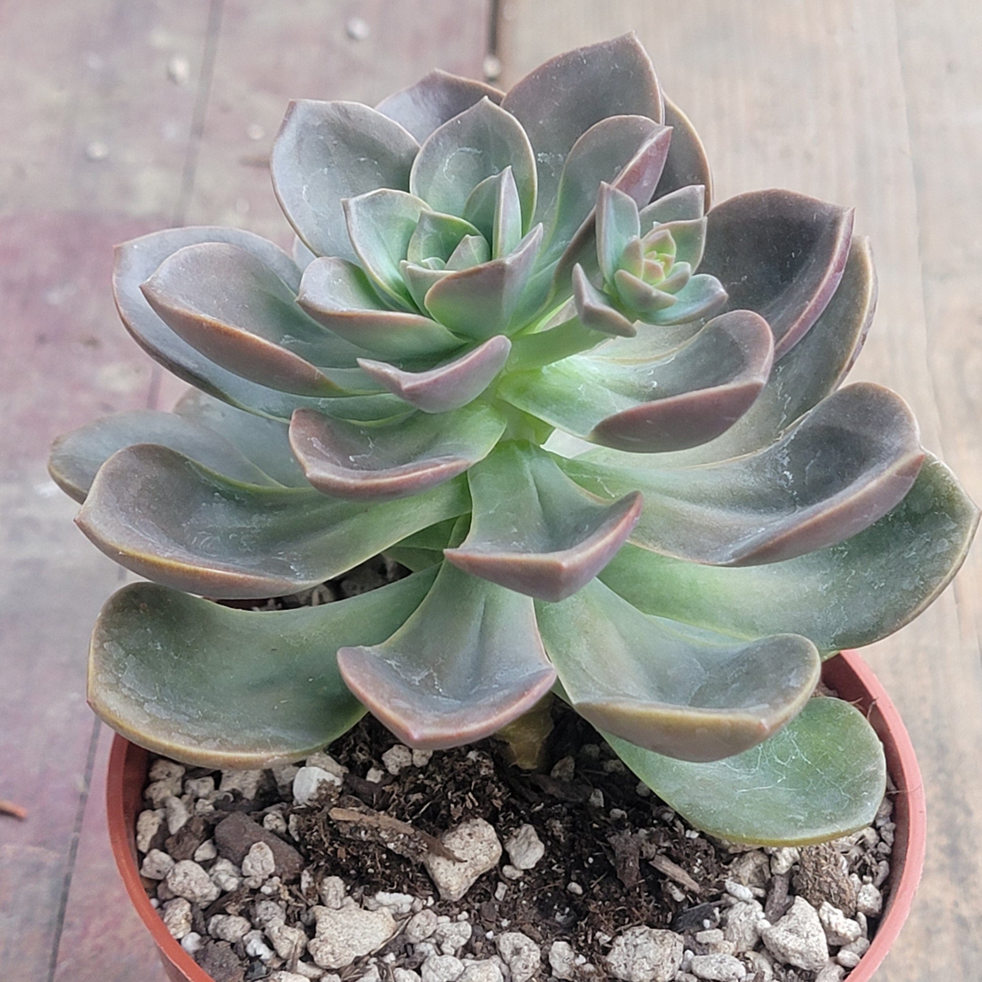 burgundy succulent plant Echeveria 'Burgundy Pearl'