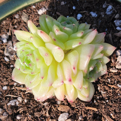 DesertScapeSucculent Succulent 4" Assorted Echeveria 'Buttefly Malgan'