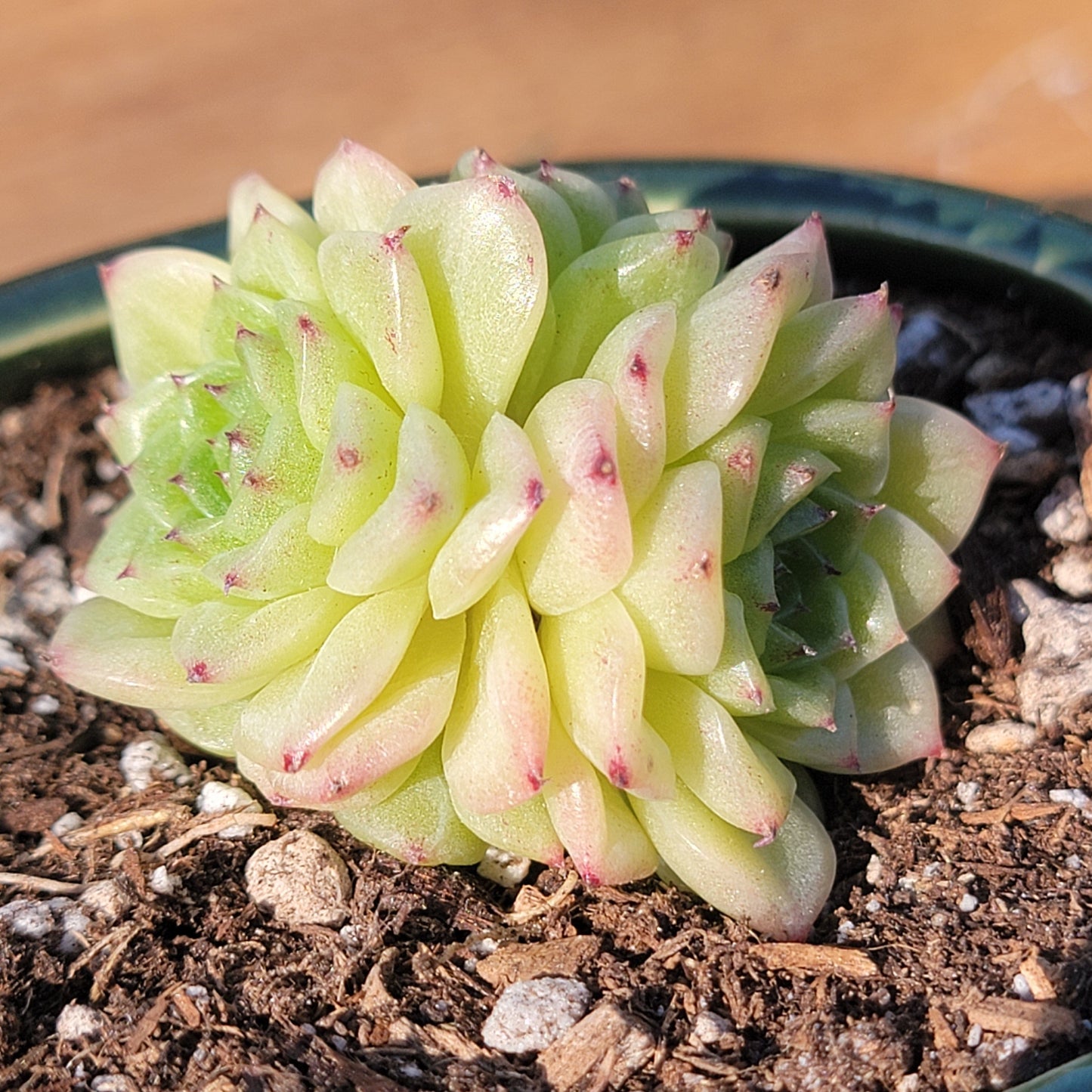 Echeveria 'Buttefly Malgan'