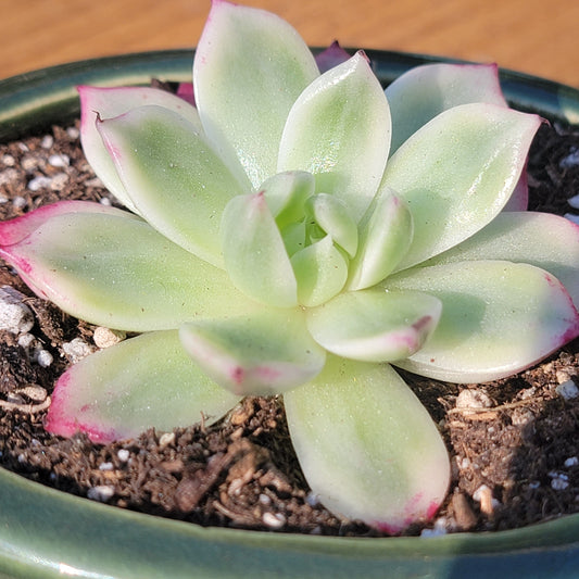 Echeveria 'Butterfly' Variegated