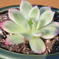 Echeveria 'Butterfly' Variegated - 4 Inch Assorted - Succulent - DesertScapeSucculent