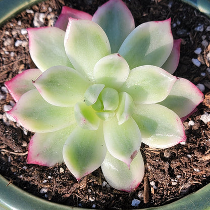 succulents variegated leaves Echeveria 'Butterfly' Variegated