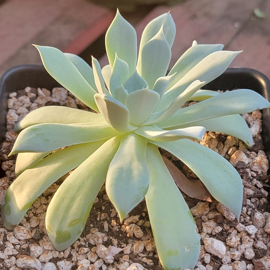 Echeveria 'Cante'