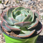Echeveria ‘Cassyz Winter’ - 4 Inch Assorted - Succulent - DesertScapeSucculent