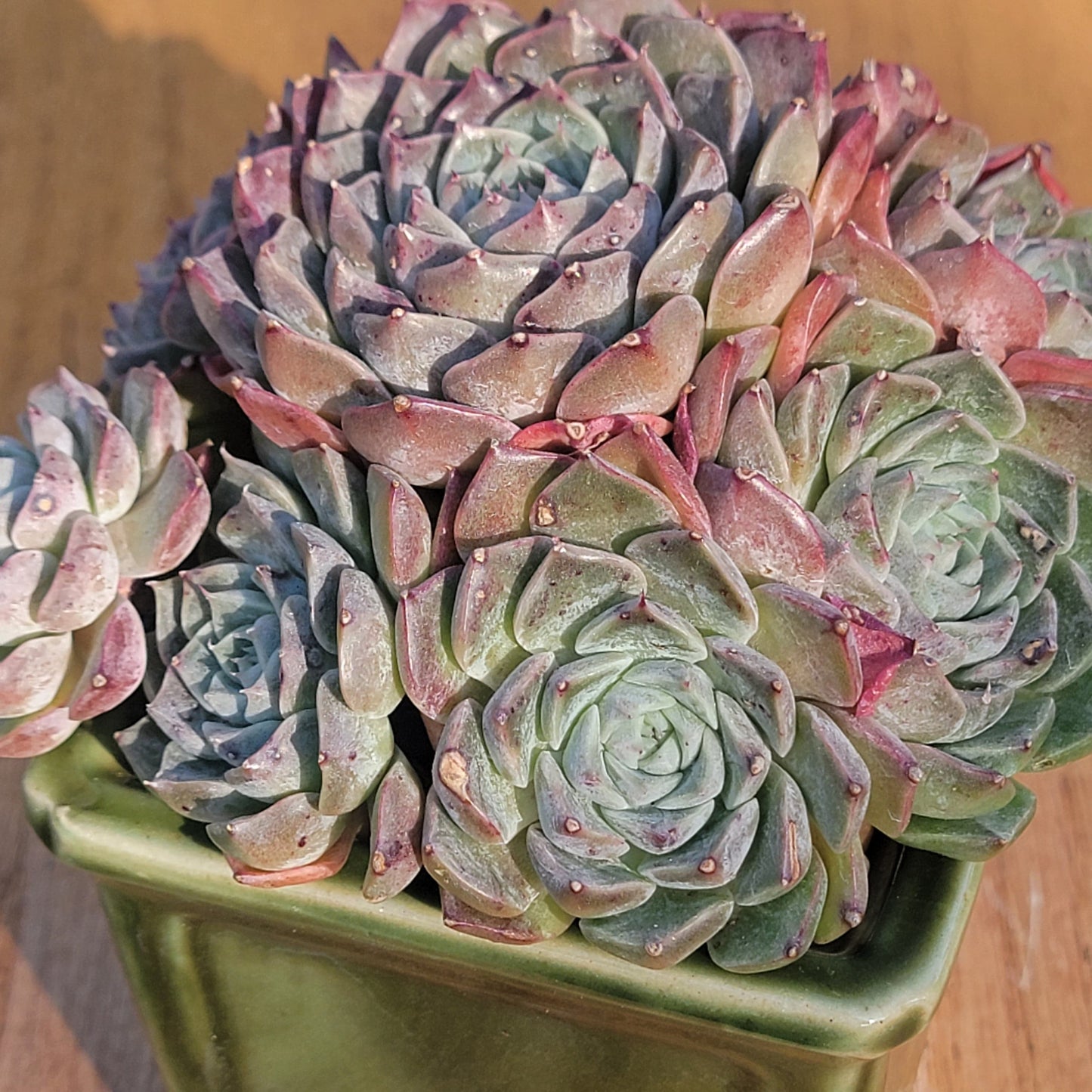 Echeveria 'Charles Rose'