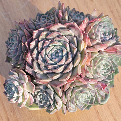 Echeveria 'Charles Rose'