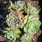Echeveria 'Charles Rose' Cluster - 6 Inch Assorted - Succulent - DesertScapeSucculent