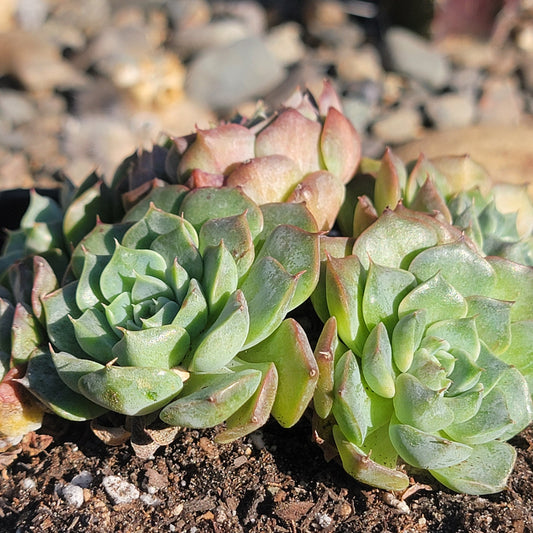 DesertScapeSucculent Succulent 6" Assorted Echeveria 'Charles Rose' Cluster