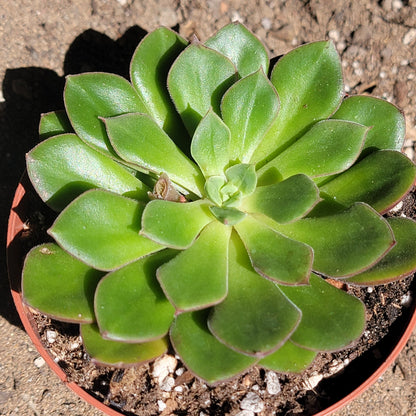 Echeveria ciliata x nodulosa