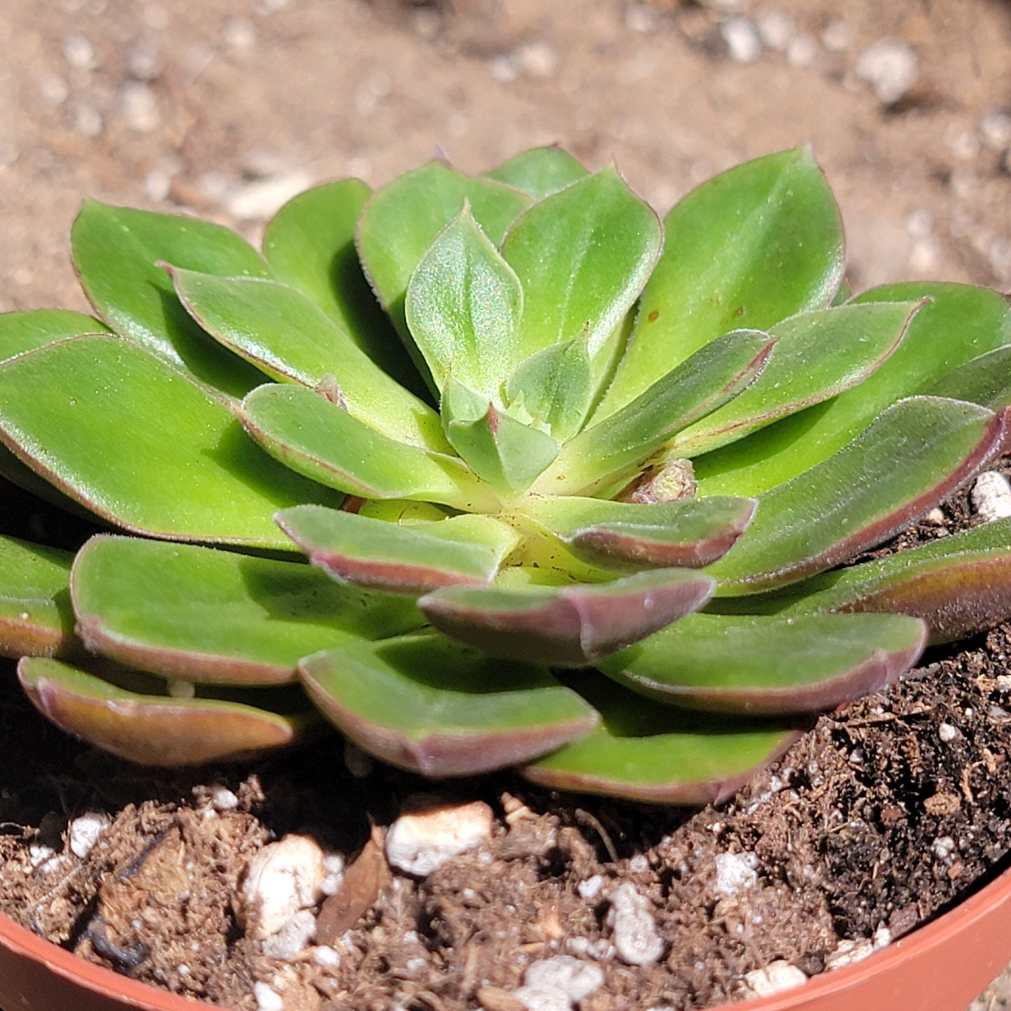 Echeveria ciliata x nodulosa