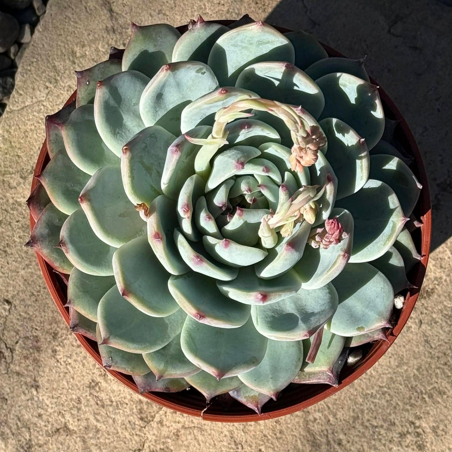 DesertScapeSucculent Succulent Echeveria 'Colorata'