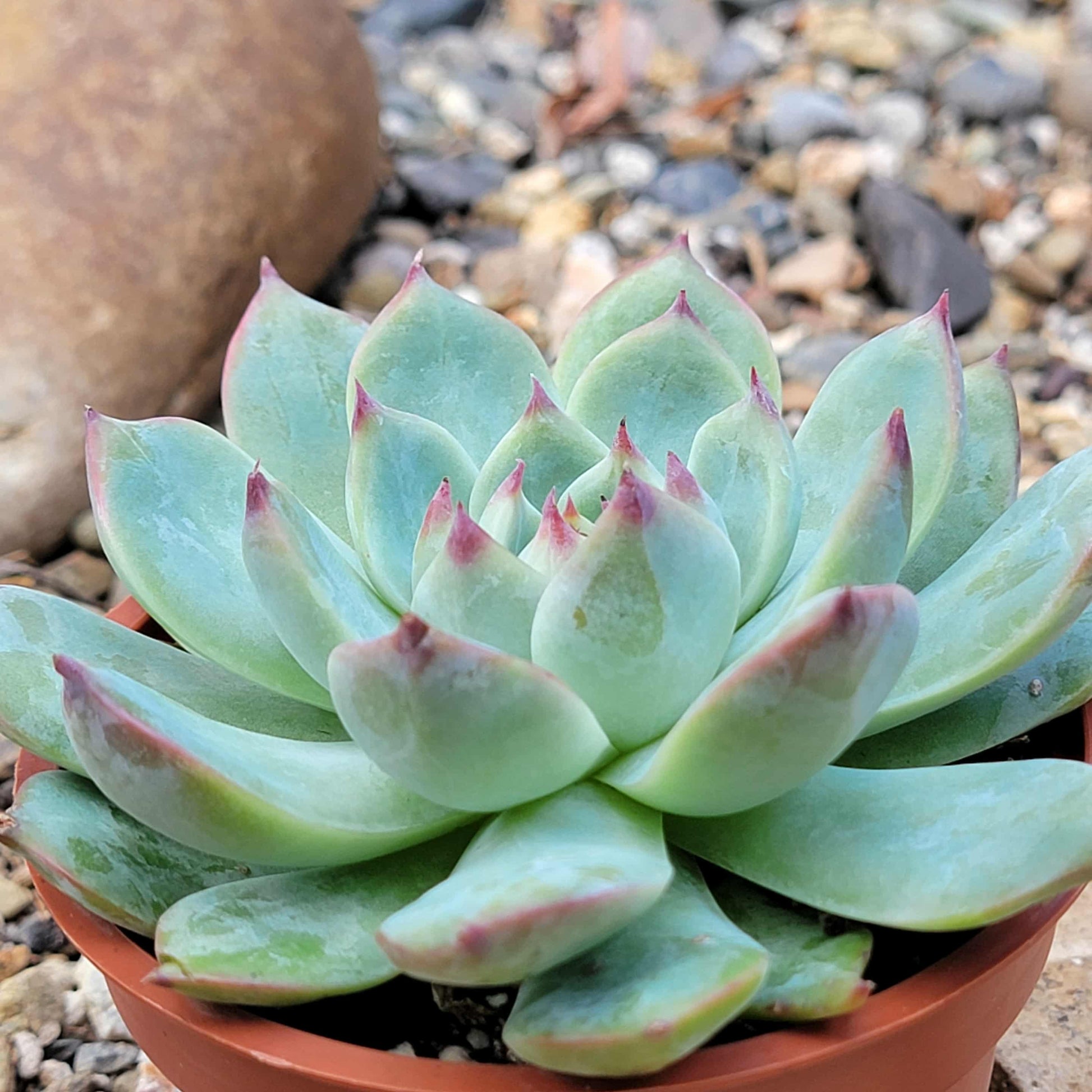 Echeveria 'Colorata' - 4 Inch Assorted - Succulent - DesertScapeSucculent