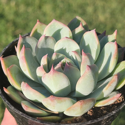 DesertScapeSucculent Succulent Single 4" Assorted Echeveria 'Colorata'