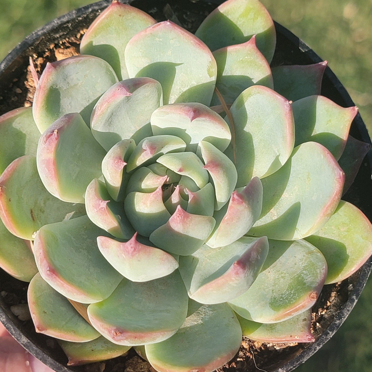 DesertScapeSucculent Succulent Single 4" Assorted Echeveria 'Colorata'