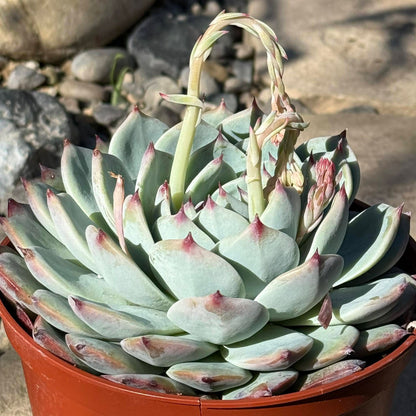 DesertScapeSucculent Succulent 6 Inch Echeveria 'Colorata'