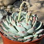 DesertScapeSucculent Succulent 6 Inch Echeveria 'Colorata'