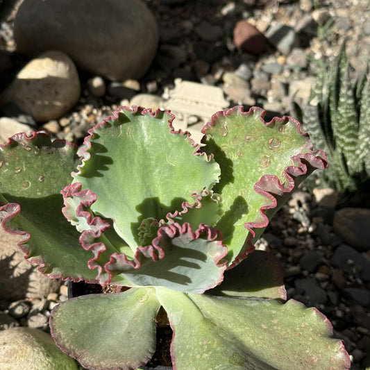 Echeveria 'Coral Reef' - 4 Inch Red Assorted - Succulent - DesertScapeSucculent