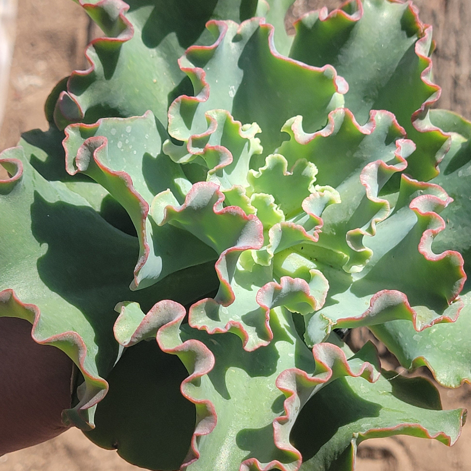 coral succulent care Echeveria 'Coral Reef' – DesertScapeSucculent