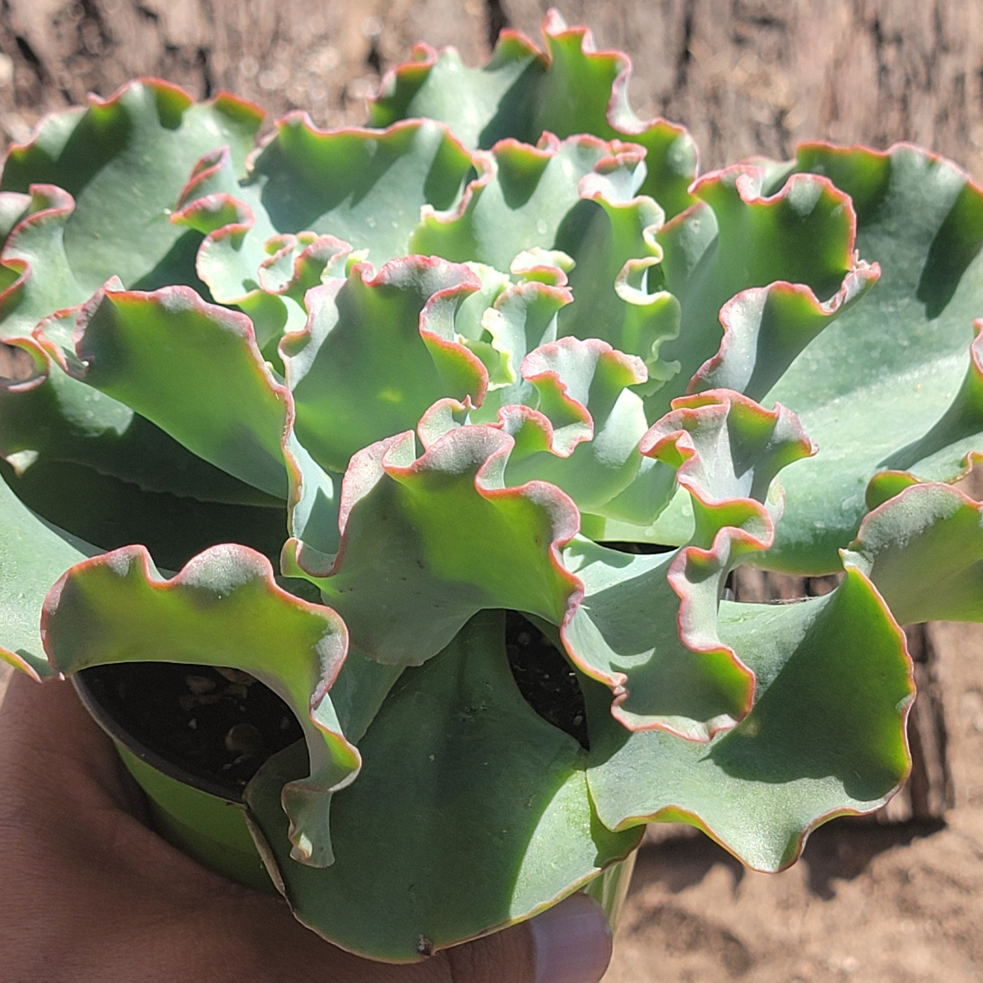 succulent plant that looks like coral Echeveria 'Coral Reef' – DesertScapeSucculent