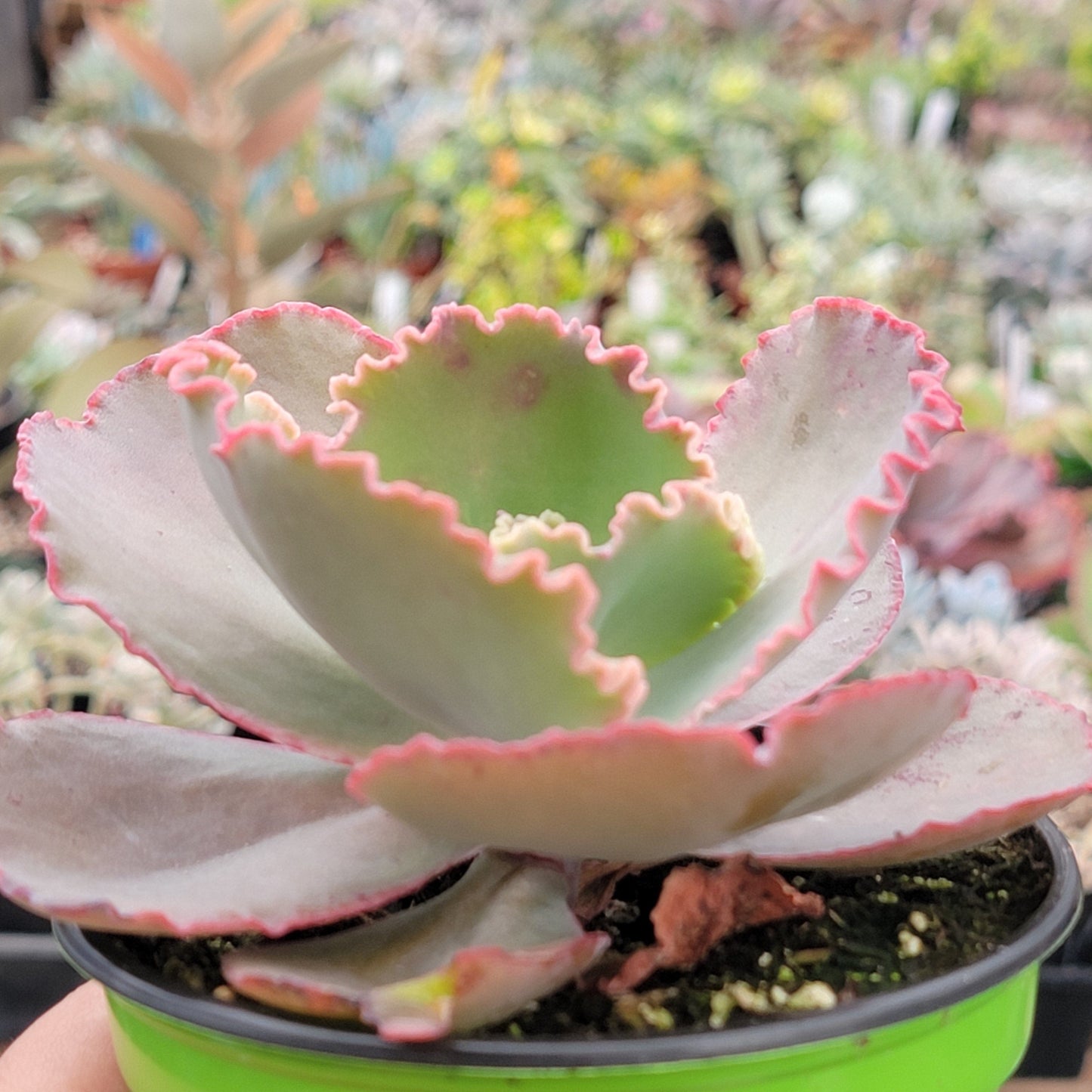 Echeveria 'Coral Reef'