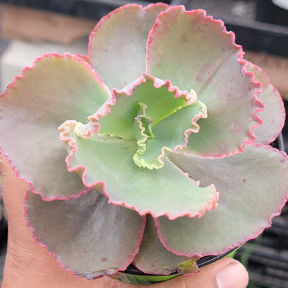 Echeveria 'Coral Reef'