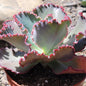 Echeveria 'Coral Reef' - 6 Inch Red Assorted - Succulent - DesertScapeSucculent