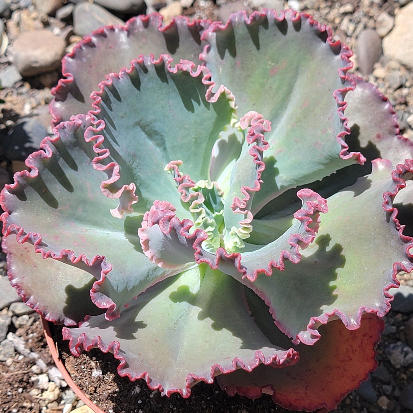 Echeveria 'Coral Reef'