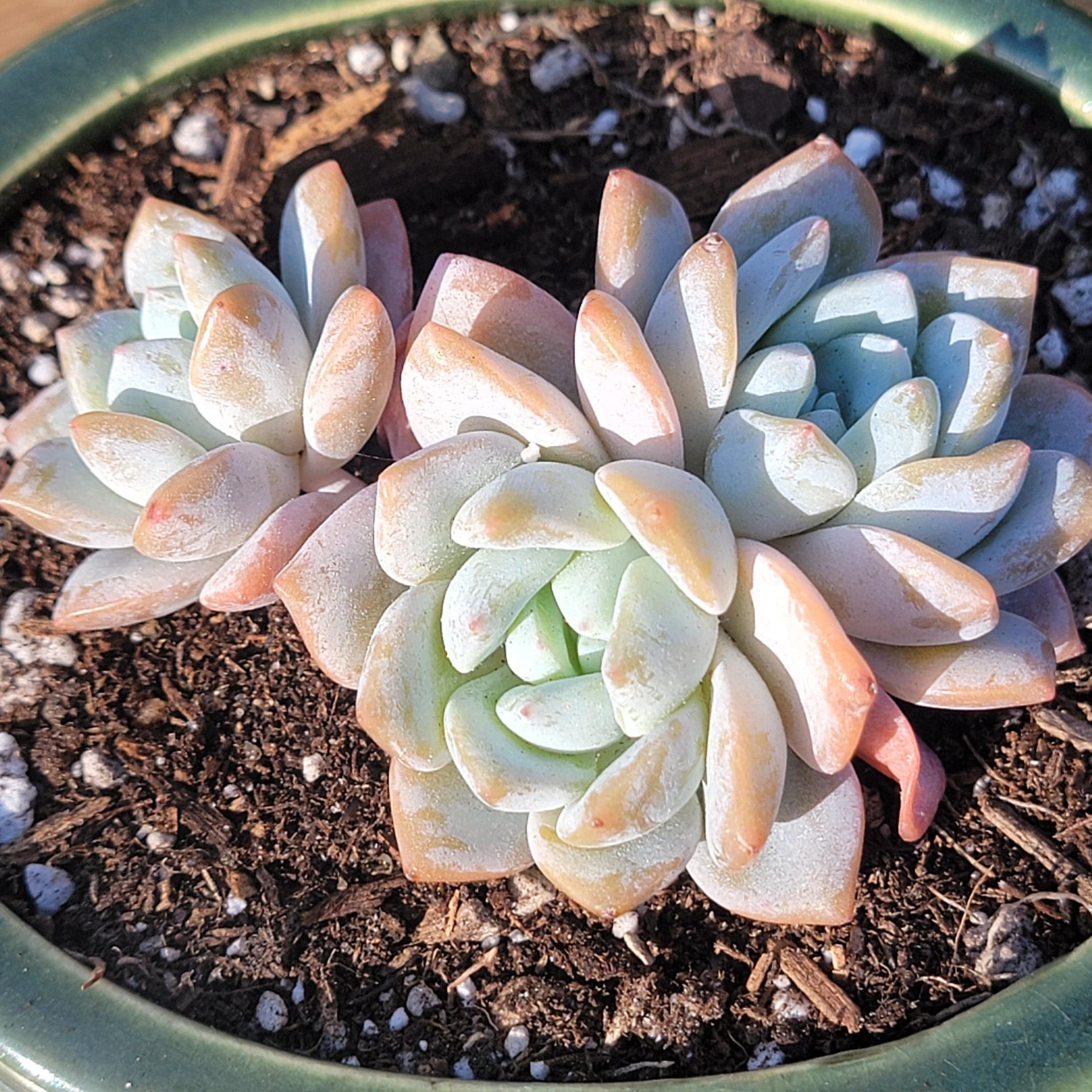 cream puff succulent Echeveria 'Cream Puff'