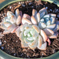 Echeveria 'Cream Puff' - 3.5 Inch Assorted - Succulent - DesertScapeSucculent