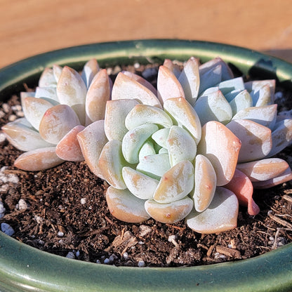 succulent used in skin cream Echeveria 'Cream Puff'