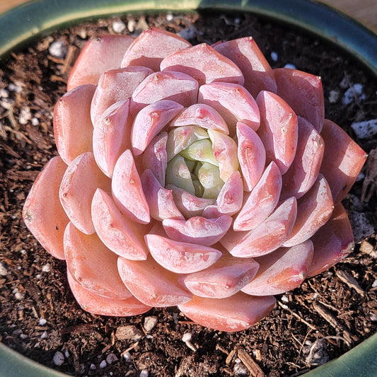 Echeveria 'Cream Sugar'