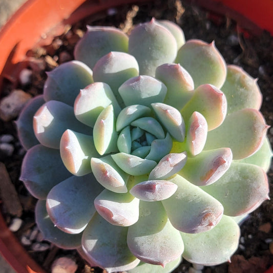 DesertScapeSucculent Succulent 4" Assorted Echeveria 'Cream Sugar'