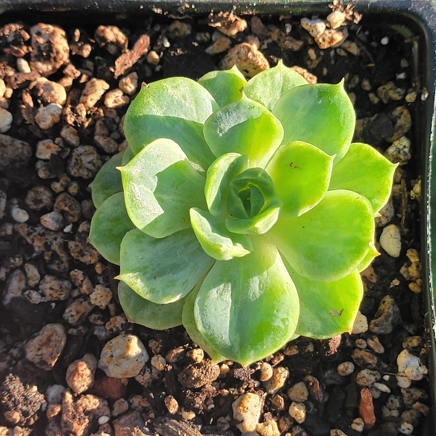 Echeveria Crested 'Lime n Chile' Variegated