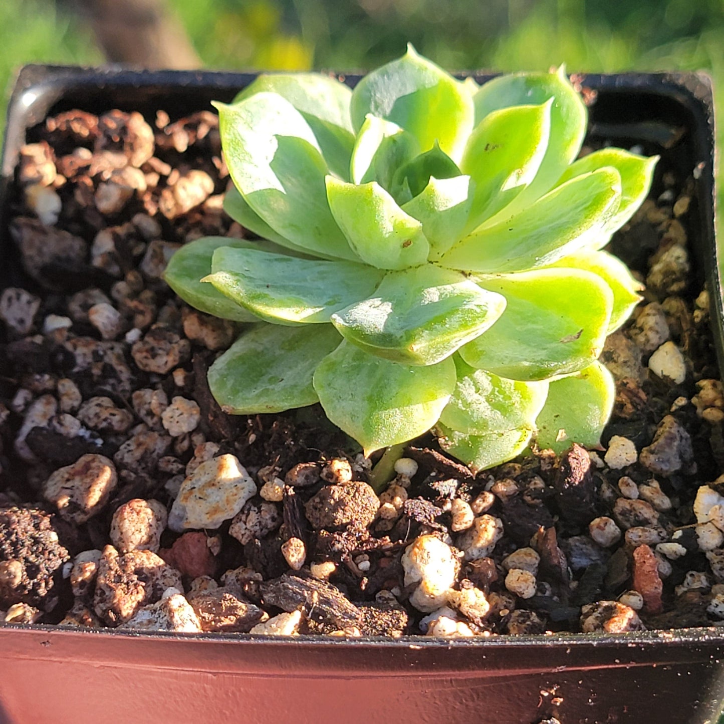 Echeveria Crested 'Lime n Chile' Panaché