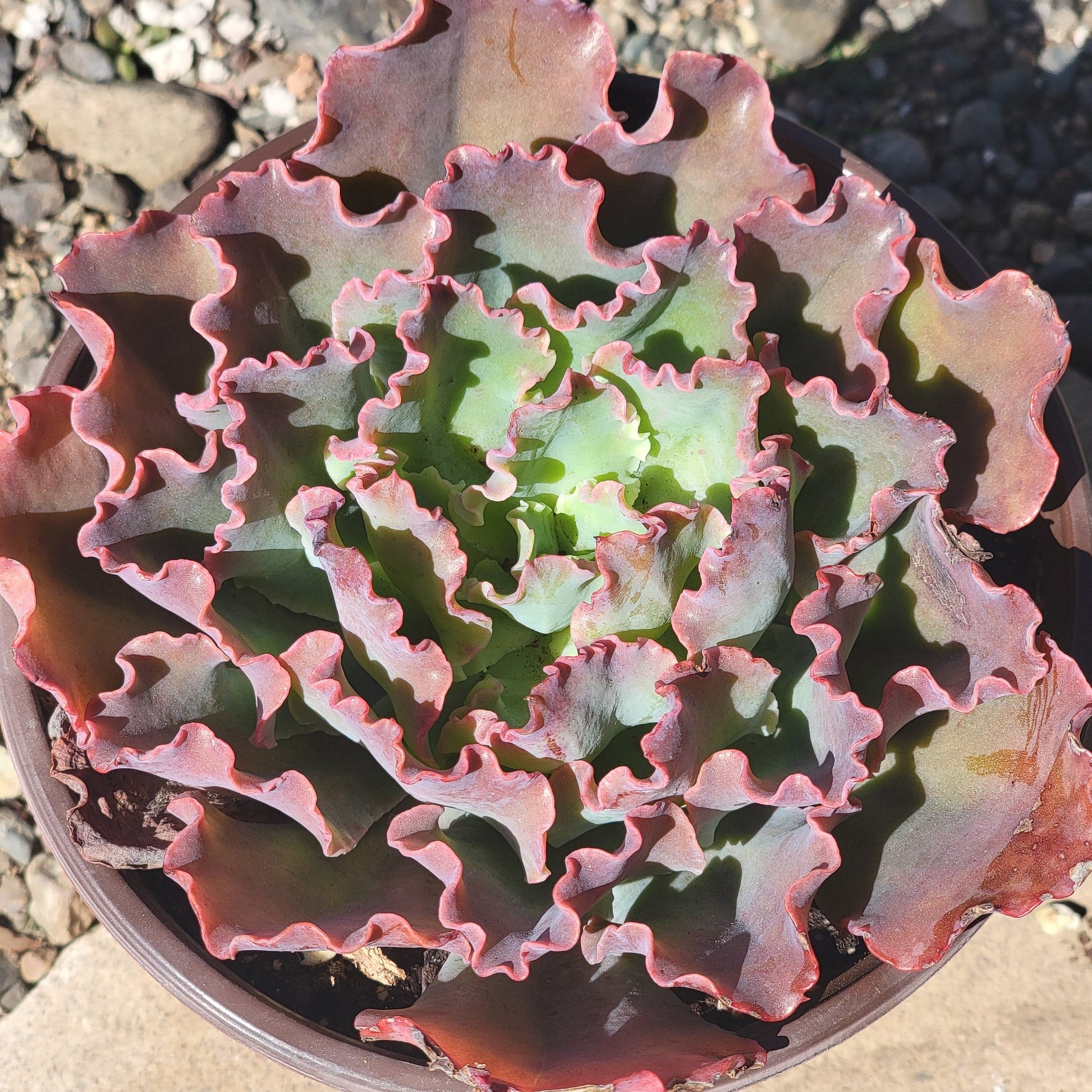 succulents with ruffles Echeveria 'Crinoline Ruffles' – DesertScapeSucculent