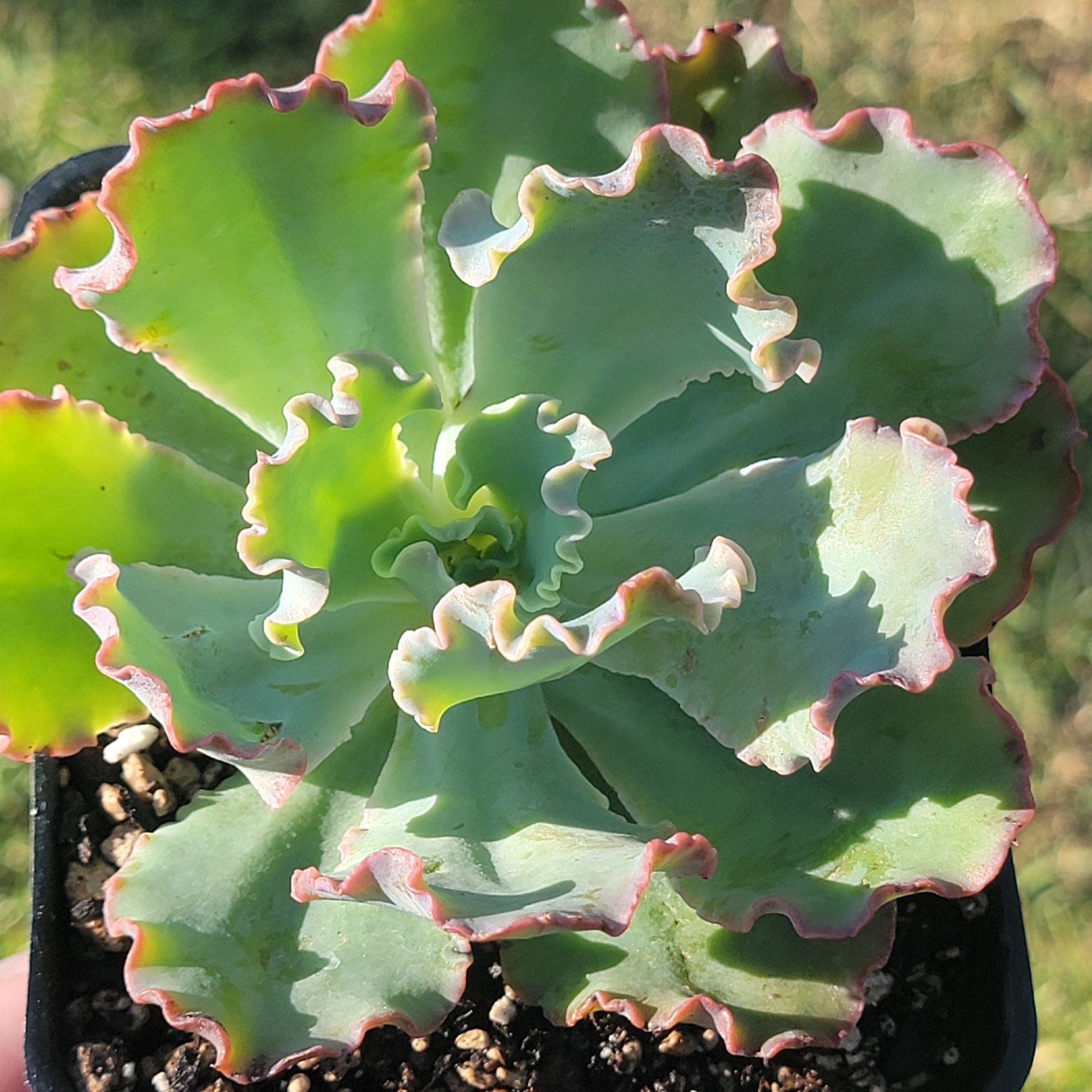 frilly succulent Echeveria 'Crinoline Ruffles' – DesertScapeSucculent