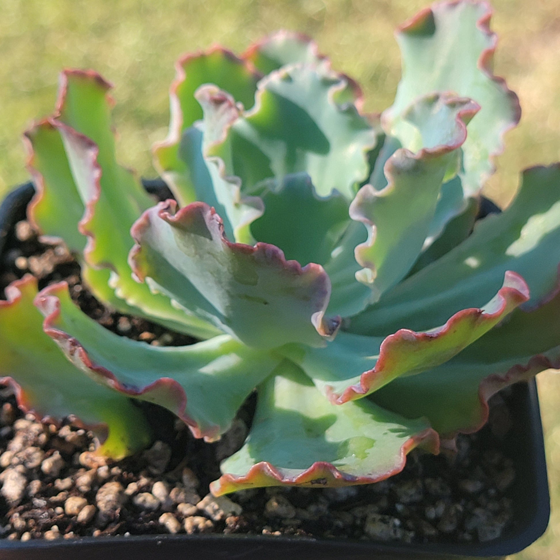 echeveria crinoline ruffles succulent Echeveria 'Crinoline Ruffles' – DesertScapeSucculent