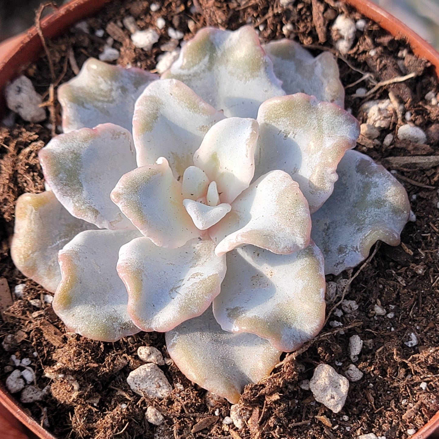 Echeveria 'Crispate Beauty' 'White Madiba'