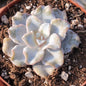 Echeveria 'Crispate Beauty' 'White Madiba' - 3.5 Inch Assorted - Succulent - DesertScapeSucculent