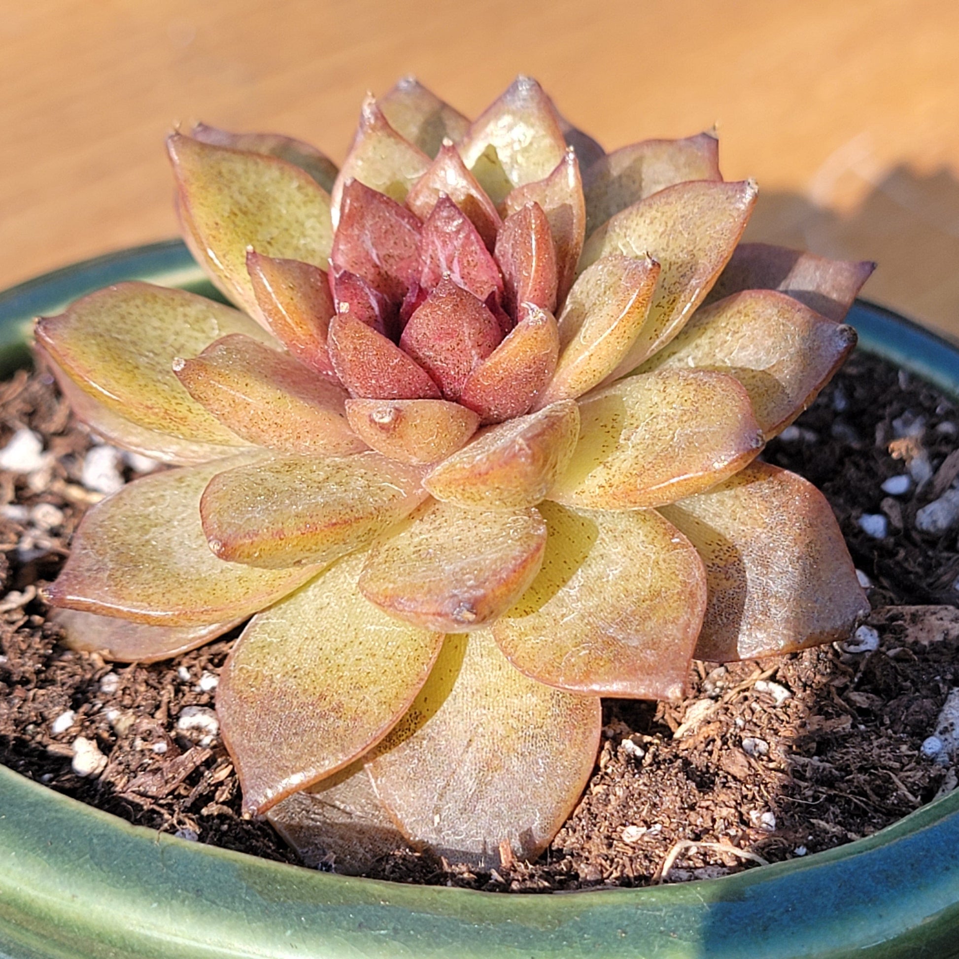 succulent crystals Echeveria 'Crystal Beauty'