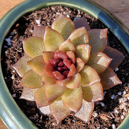 Echeveria 'Crystal Beauty'