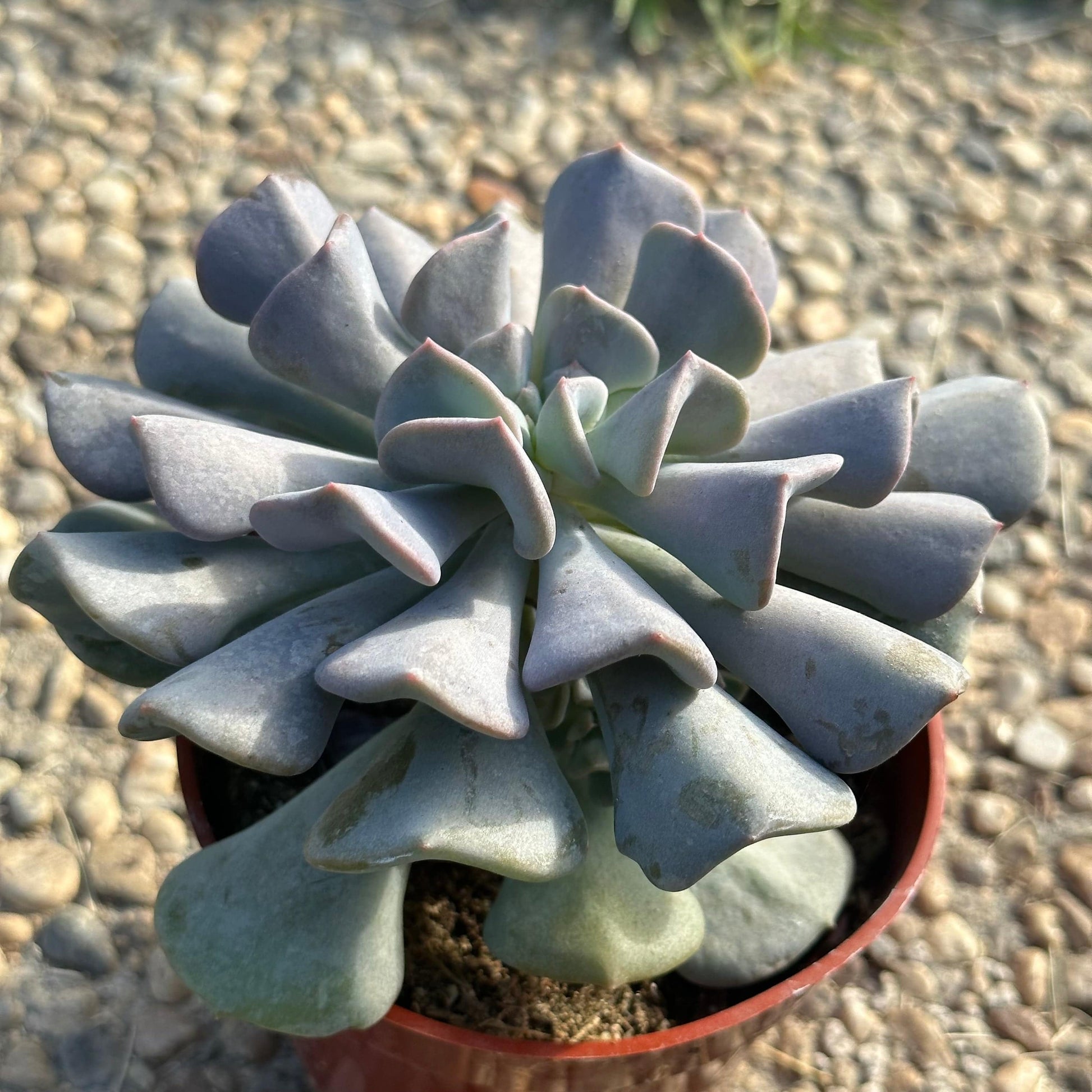 cubic frost succulent Echeveria 'Cubic Frost'