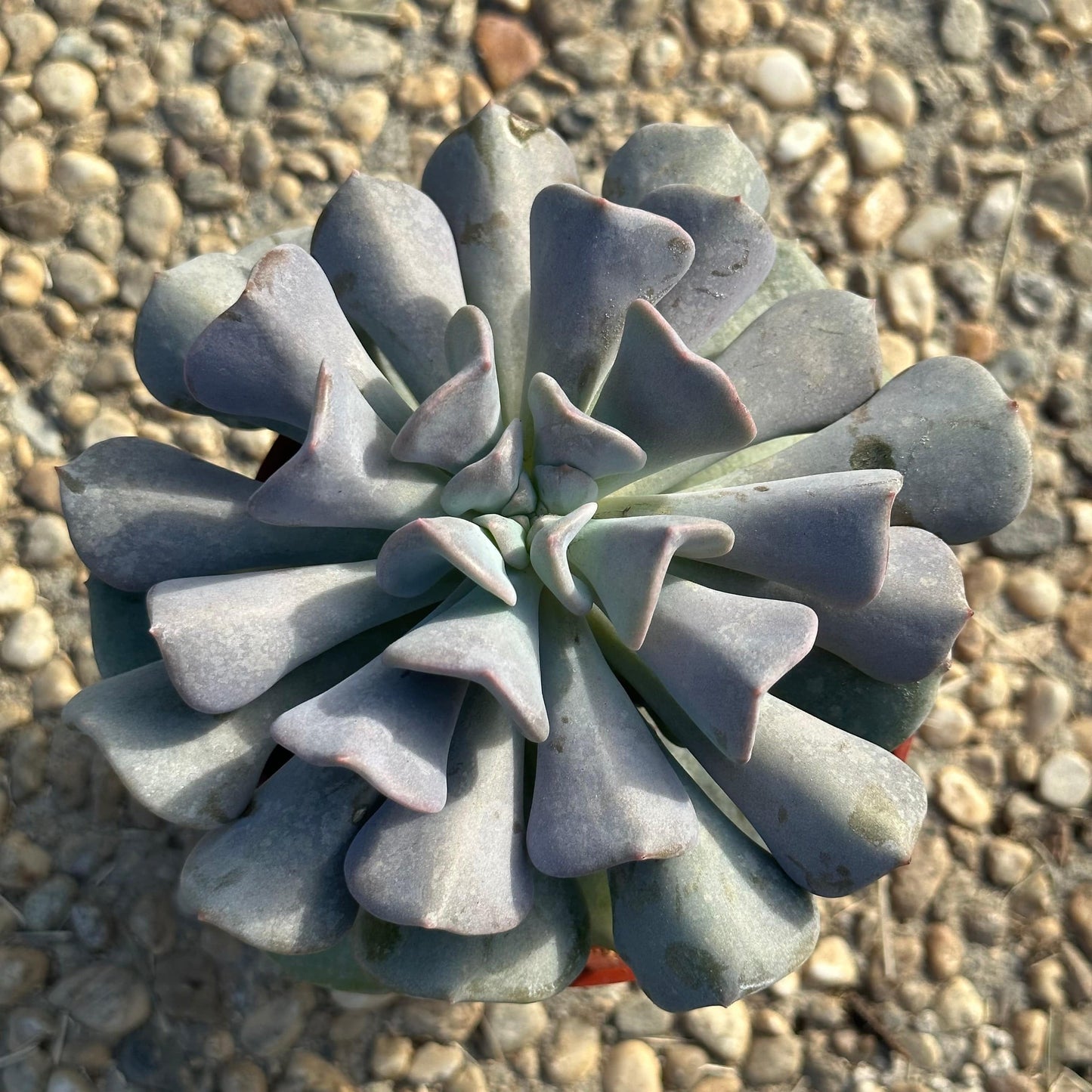 cubic succulent Echeveria 'Cubic Frost' – DesertScapeSucculent